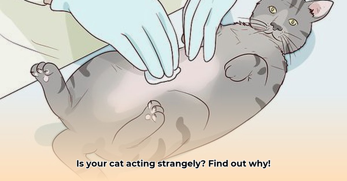 cat-in-heat-symptoms-diagnosis